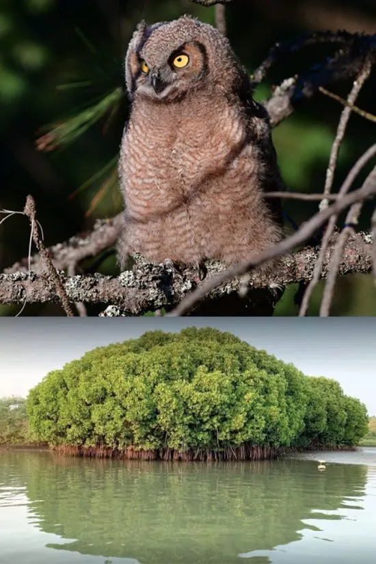 wildlife around Lareve Beach Villa in Kerala
